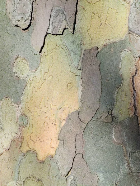Kompletní Detailní Pohled Kůru Javorového Sycamore — Stock fotografie