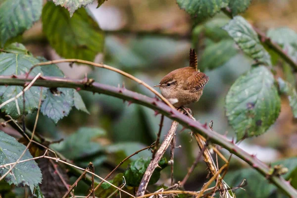 Wren Sitter Grenen — Stockfoto