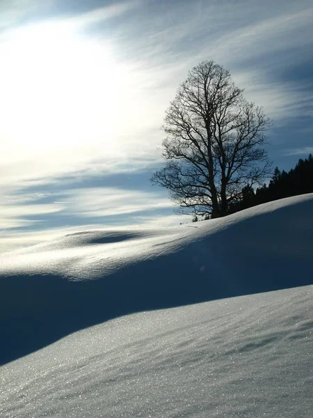 Kék Óra Alm — Stock Fotó