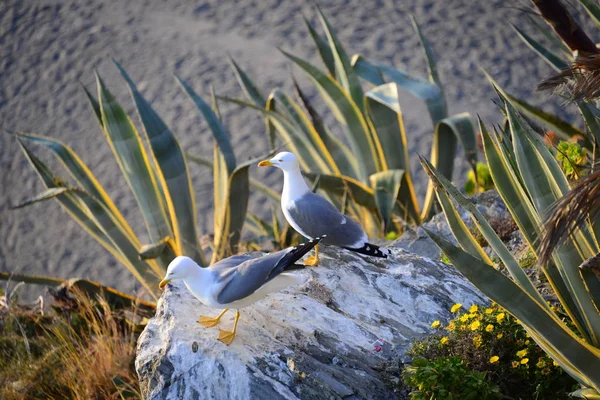 Vue Panoramique Magnifique Oiseau Mouette Mignon — Photo