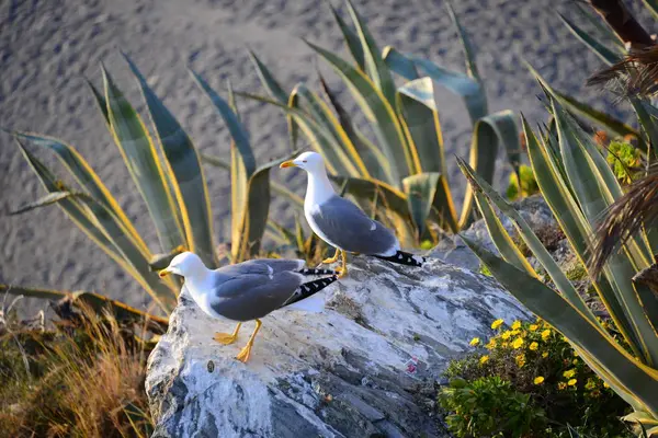 Malerischer Blick Auf Schöne Süße Möwe Vogel — Stockfoto