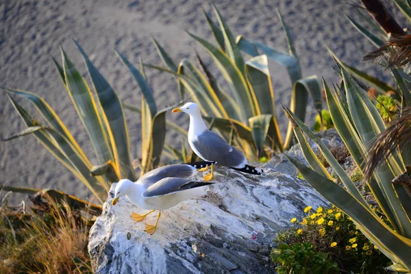 Vue Panoramique Magnifique Oiseau Mouette Mignon — Photo