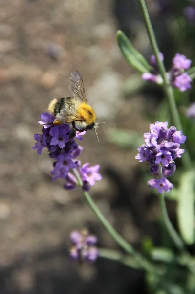 Bumblebee Lavender Purple Flower Closeup — Stock Photo, Image