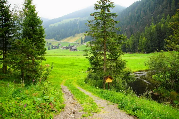 Las Łąki Ultental Południowym Tyrolu Lecie — Zdjęcie stockowe