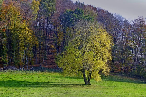 Rowan Sidelight Extertal Nalhof Lippe Germany — Foto de Stock