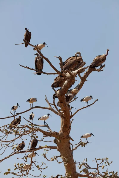 Живописный Вид Прекрасную Птицу Ибис — стоковое фото