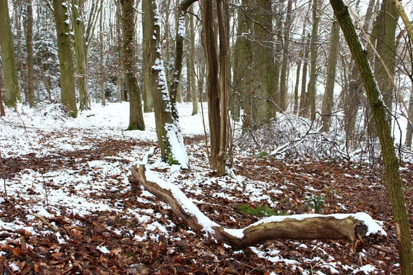 Malerischer Blick Auf Die Natur — Stockfoto