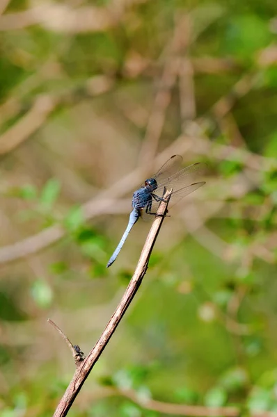 Close Dragon Fly Staying Top Stalk — Stock Photo, Image
