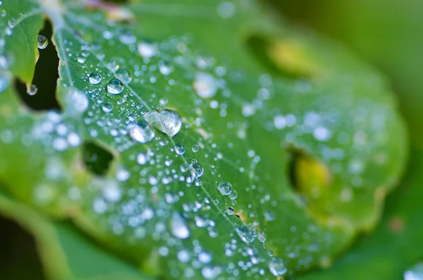 Drops Dew Green Leaf — Stock Photo, Image