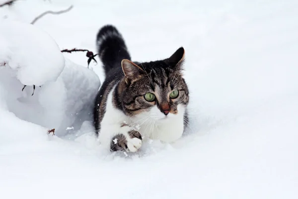 Piccolo Gatto Nella Neve Profonda — Foto Stock