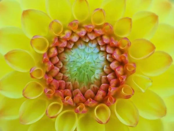 Kwitnące Makro Zbliżeniowe — Zdjęcie stockowe