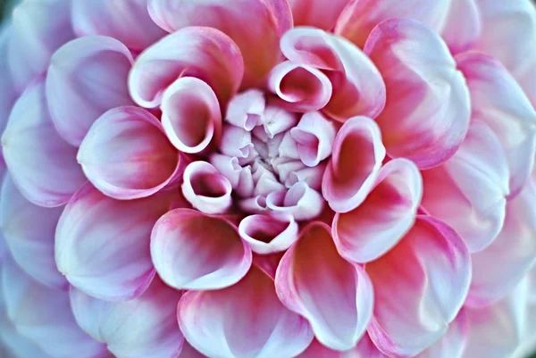 Kwiat Zbliżenie Makro — Zdjęcie stockowe