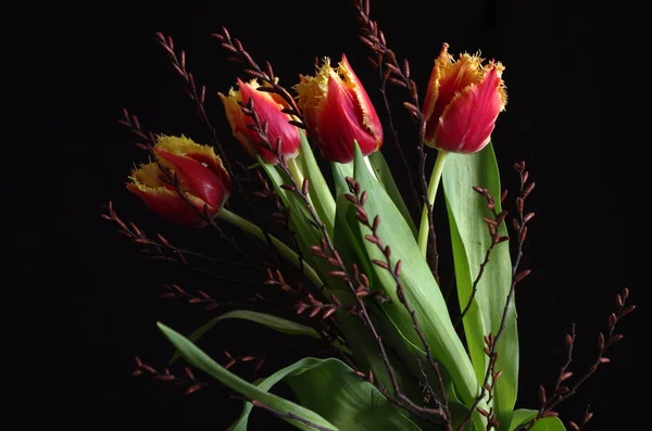 Malerischer Blick Auf Schöne Tulpenblumen — Stockfoto