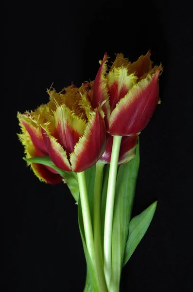 Schöne Frühlingstulpenblätter Frühlingsblumen — Stockfoto