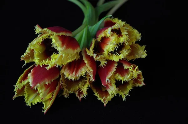 Schöne Frühlingstulpenblätter Frühlingsblumen — Stockfoto