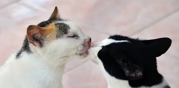 Dois Gatos Beijando Casa — Fotografia de Stock