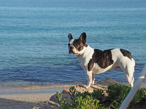Francês Bulldog Cachorro Pedigree Animal Estimação — Fotografia de Stock