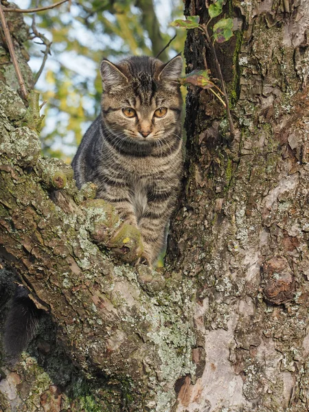 Kocięta Drzewie — Zdjęcie stockowe