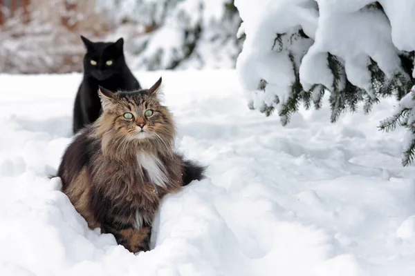 Due Gatti Nella Neve — Foto Stock