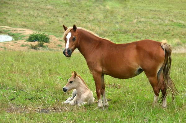 Müdes Ponyfohlen Coomba — Stockfoto