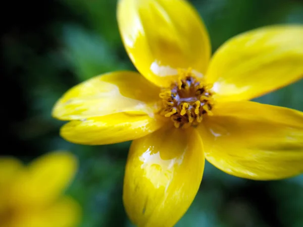 Vacker Botanisk Skott Naturliga Tapeter — Stockfoto