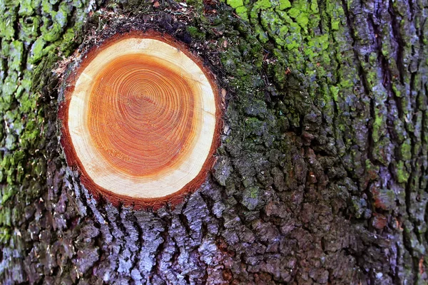 Primer Plano Del Tronco Del Árbol —  Fotos de Stock