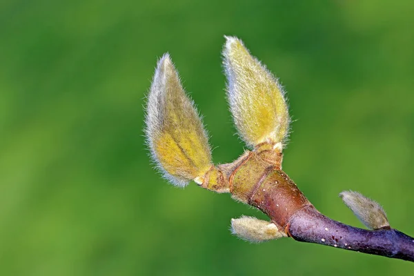 Flores Primavera Árvore — Fotografia de Stock