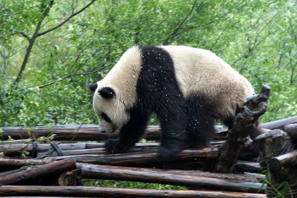 Oso Panda Blanco Negro —  Fotos de Stock