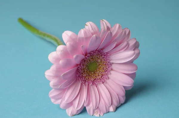 Пелюстки Квітки Гербери Флора — стокове фото