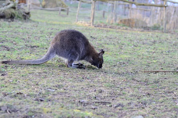 Niedliches Känguru Tier Australisches Säugetier — Stockfoto