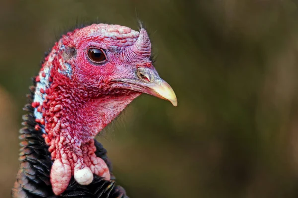 Kopfstudie Wild Turkey Meleagris Gallopavo — Stock Photo, Image