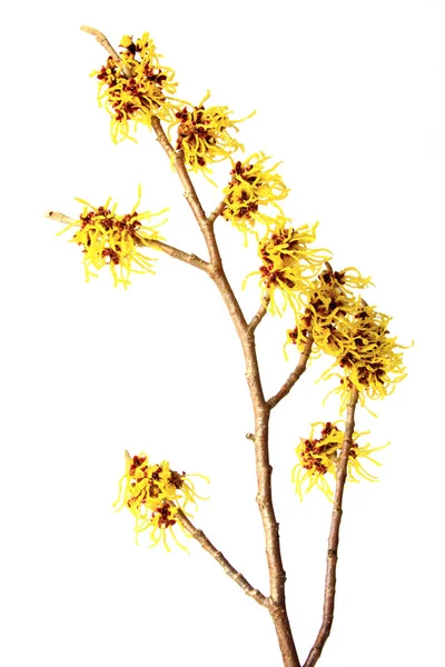 Kvetoucí Větev Lísky Hamamelis Vypuštěná Bílém Pozadí — Stock fotografie