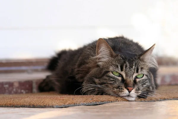 Şirin Tüylü Büyük Gözlü Bir Kedi — Stok fotoğraf