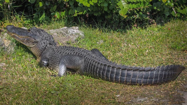 Krokodillen Het Wild Gevaarlijk Reptielenroofdier — Stockfoto