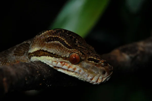 Lagarto Vida Silvestre Reptil — Foto de Stock