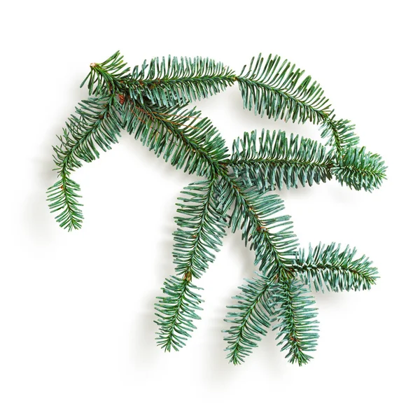Fir Tree Branch Christmas Themes Coniferous Blue Spruce Twig Isolated — Stock Photo, Image