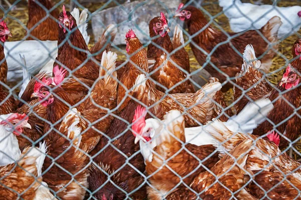 Chickens Fence Selective Focus — Stock Photo, Image