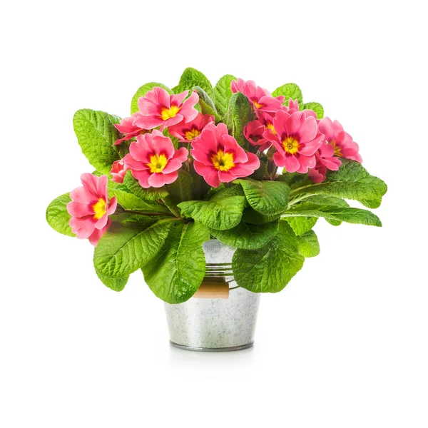 Pink primula spring flowers in bucket isolated on white background. Single object with clipping path