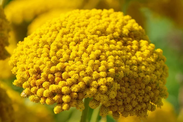 Macro Una Flor Gavilla Oro — Foto de Stock