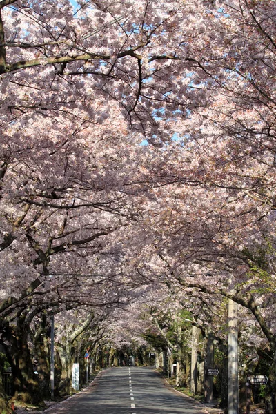 Tunnel Van Kersenbloesem Izu Highland Shizuoka Japan — Stockfoto