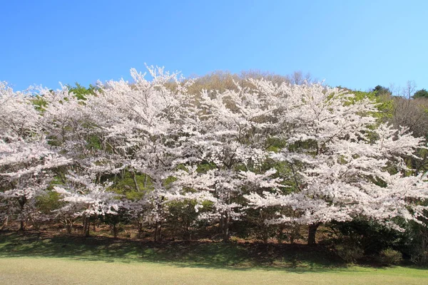 Vår Körsbär Blomma Träd Med Blommor — Stockfoto