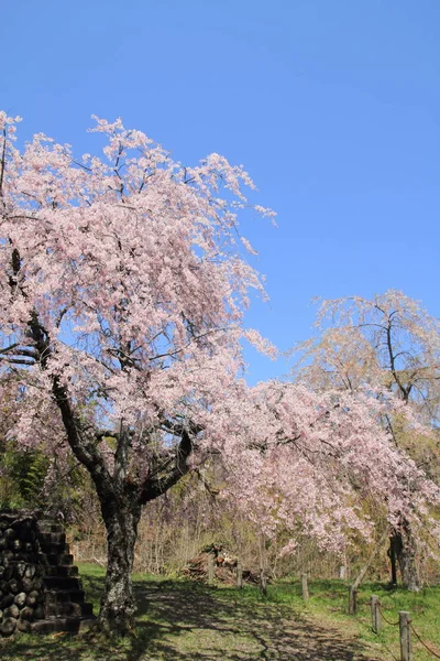 Lente Kersenbloesem Boom Met Bloemen — Stockfoto