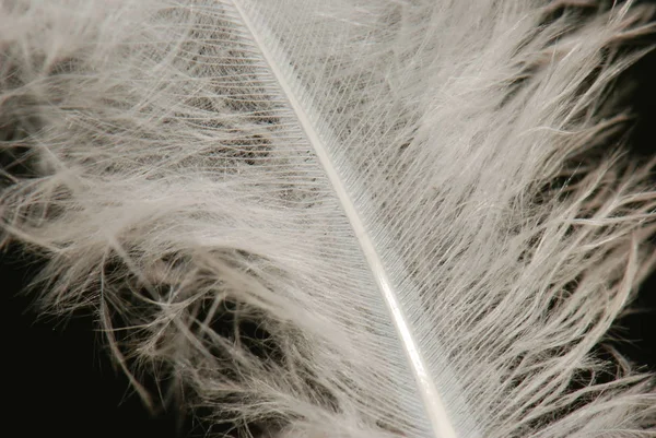 Schilderachtig Uitzicht Prachtige Vogel Natuur — Stockfoto