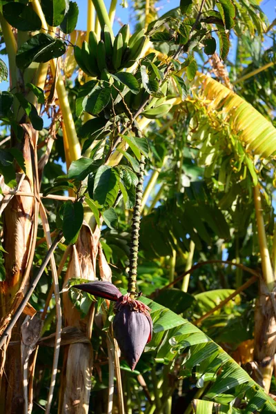 Árbol Frutas Bananeras Planta Tópica Con Hojas Verdes — Foto de Stock