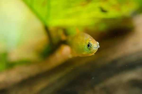 Peixes Tropicais Aquário — Fotografia de Stock