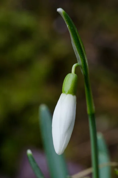 Schneeglöckchen Erste Frühlingsblume — Stockfoto