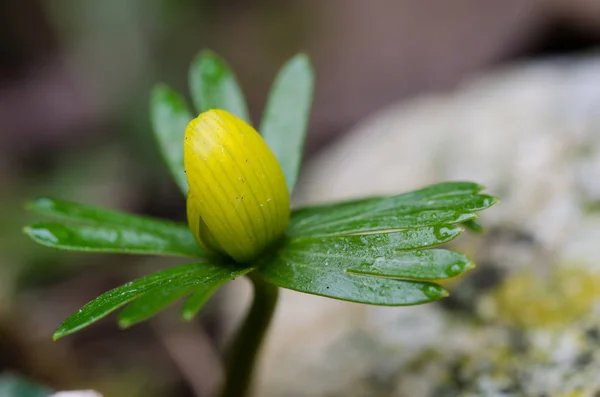 Mooi Botanisch Schot Natuurlijk Behang — Stockfoto