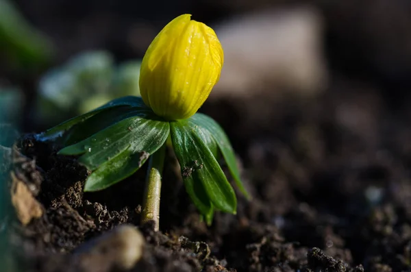 Landschappelijke Kijk Landbouw Selectieve Focus — Stockfoto