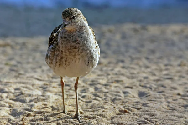 Female Ruff Philomachus Pugnax Ground Perspective — Stock Photo, Image