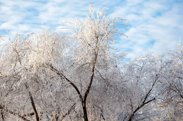 Vinter Träd Täckt Med Mjuk Fluffig Snö — Stockfoto